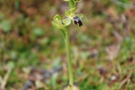 Ophrys cinereophyla